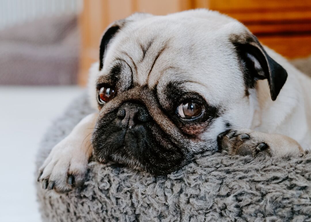 #8. Pugs